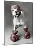 Boxing Dog-Rachael Hale-Mounted Art Print