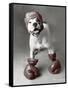 Boxing Dog-Rachael Hale-Framed Stretched Canvas