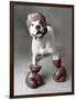 Boxing Dog-Rachael Hale-Framed Premium Giclee Print