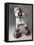 Boxing Dog-Rachael Hale-Framed Stretched Canvas