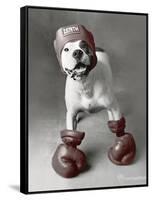 Boxing Dog-Rachael Hale-Framed Stretched Canvas