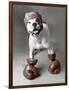 Boxing Dog-Rachael Hale-Framed Art Print