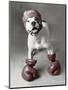 Boxing Dog-Rachael Hale-Mounted Art Print