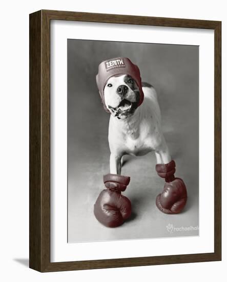 Boxing Dog-Rachael Hale-Framed Art Print