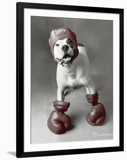 Boxing Dog-Rachael Hale-Framed Art Print