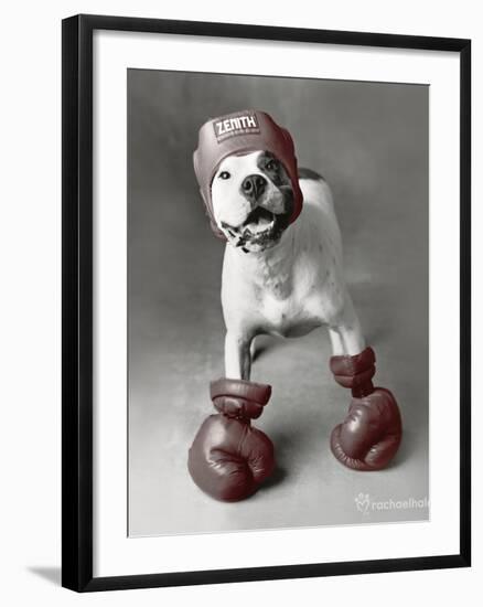 Boxing Dog-Rachael Hale-Framed Art Print