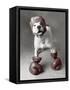 Boxing Dog-Rachael Hale-Framed Stretched Canvas