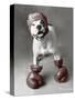 Boxing Dog-Rachael Hale-Stretched Canvas