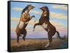 Boxing Horses-James W. Johnson-Framed Stretched Canvas