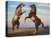 Boxing Horses-James W. Johnson-Stretched Canvas