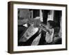 Boy Buying Popcorn at Movie Concession Stand-Peter Stackpole-Framed Photographic Print