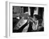 Boy Buying Popcorn at Movie Concession Stand-Peter Stackpole-Framed Photographic Print