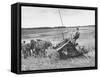 Boy Driving Father's Horse Team and Binder in Wheat Field-null-Framed Stretched Canvas