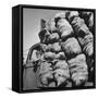 Boy Driving Truck Carrying Load of Potatoes-George Strock-Framed Stretched Canvas