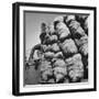 Boy Driving Truck Carrying Load of Potatoes-George Strock-Framed Photographic Print