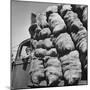 Boy Driving Truck Carrying Load of Potatoes-George Strock-Mounted Photographic Print