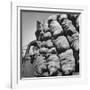 Boy Driving Truck Carrying Load of Potatoes-George Strock-Framed Photographic Print