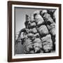 Boy Driving Truck Carrying Load of Potatoes-George Strock-Framed Photographic Print