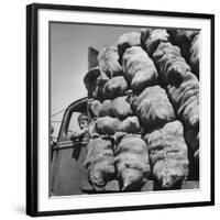 Boy Driving Truck Carrying Load of Potatoes-George Strock-Framed Photographic Print