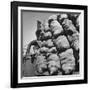 Boy Driving Truck Carrying Load of Potatoes-George Strock-Framed Photographic Print