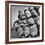 Boy Driving Truck Carrying Load of Potatoes-George Strock-Framed Photographic Print