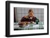 Boy Eating a Slice of Cake-William P. Gottlieb-Framed Photographic Print