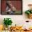 Boy Feeding a Rabbit-William P. Gottlieb-Framed Photographic Print displayed on a wall