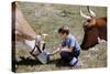 Boy Feeding Cows-William P. Gottlieb-Stretched Canvas