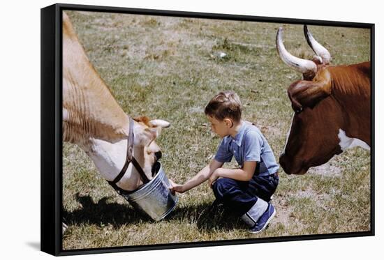 Boy Feeding Cows-William P. Gottlieb-Framed Stretched Canvas