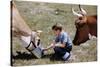 Boy Feeding Cows-William P. Gottlieb-Stretched Canvas