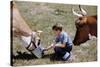 Boy Feeding Cows-William P. Gottlieb-Stretched Canvas