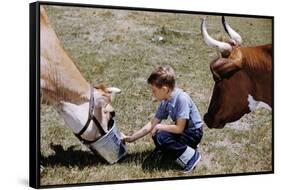 Boy Feeding Cows-William P. Gottlieb-Framed Stretched Canvas