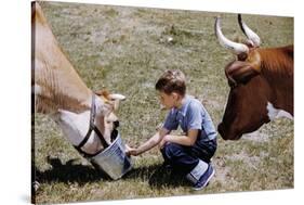 Boy Feeding Cows-William P. Gottlieb-Stretched Canvas