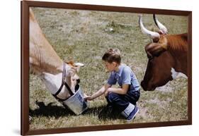 Boy Feeding Cows-William P. Gottlieb-Framed Photographic Print