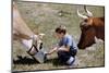 Boy Feeding Cows-William P. Gottlieb-Mounted Photographic Print