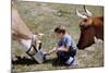 Boy Feeding Cows-William P. Gottlieb-Mounted Photographic Print