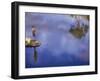 Boy Fishing from a Rock on a Pond-null-Framed Photographic Print