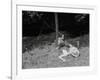 Boy Fishing in the Country-Bettmann-Framed Photographic Print