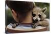 Boy Holding a Raccoon-William P. Gottlieb-Stretched Canvas