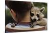 Boy Holding a Raccoon-William P. Gottlieb-Stretched Canvas