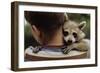 Boy Holding a Raccoon-William P. Gottlieb-Framed Photographic Print