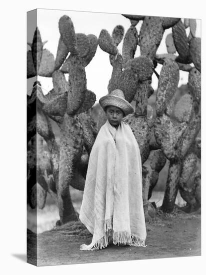 Boy in Front of a Cactus, State of Veracruz, Mexico, 1927-Tina Modotti-Stretched Canvas