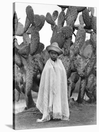 Boy in Front of a Cactus, State of Veracruz, Mexico, 1927-Tina Modotti-Stretched Canvas