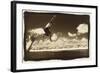 Boy Jumping off boat, Australia-Theo Westenberger-Framed Art Print