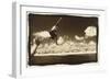 Boy Jumping off boat, Australia-Theo Westenberger-Framed Art Print