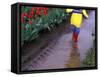 Boy Jumping through Mud Puddles along Tulip Fields, Willamette Valley, Oregon, USA-Janis Miglavs-Framed Stretched Canvas