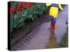 Boy Jumping through Mud Puddles along Tulip Fields, Willamette Valley, Oregon, USA-Janis Miglavs-Stretched Canvas