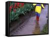 Boy Jumping through Mud Puddles along Tulip Fields, Willamette Valley, Oregon, USA-Janis Miglavs-Framed Stretched Canvas