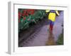 Boy Jumping through Mud Puddles along Tulip Fields, Willamette Valley, Oregon, USA-Janis Miglavs-Framed Photographic Print