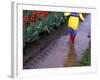 Boy Jumping through Mud Puddles along Tulip Fields, Willamette Valley, Oregon, USA-Janis Miglavs-Framed Photographic Print